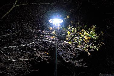 Tree under light, Commonwealth Place at night, Canberra, Australian Capital Territory