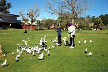 Feeding the birds, Murray River, Mildura, Victoria, Australia