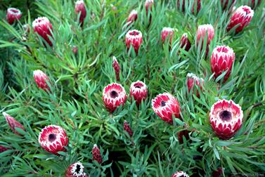 Protea Australis Ruby at Wickepin, Western Australia