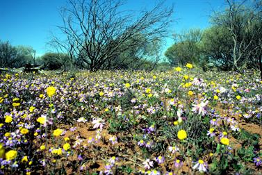 Wildflowers on the Carnarvon-Mullewa Road, Western Australia