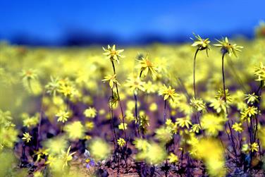 Wildflowers on the Carnarvon-Mullewa Road, Western Australia