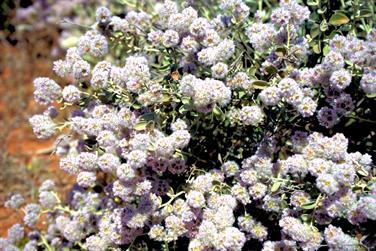 Wildflowers on the Carnarvon-Mullewa Road, Western Australia