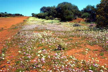 Wildflowers on the Paynes Find-Sandstone Road, Western Australia