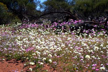 Wildflowers on the Paynes Find-Sandstone Road, Western Australia