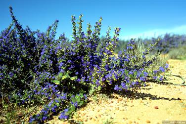 Wildflowers on the Mullewa-Wubin Road, Western Australia