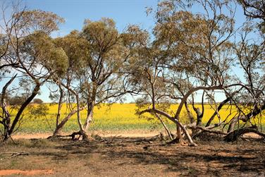 Crops near Perenjori, Western Australia