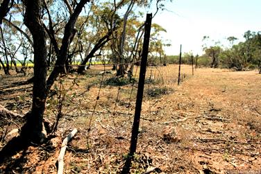 Fenceline on the Mullewa-Wubin Road, Western Australia