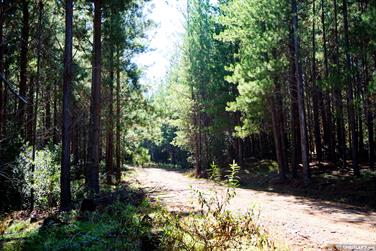 Pine plantation, Harris River State Forest, Harvey, Western Australia