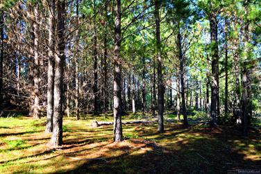 Pine plantation, Harris River State Forest, Harvey, Western Australia