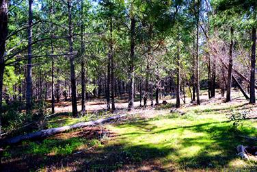Pine plantation, Harris River State Forest, Harvey, Western Australia