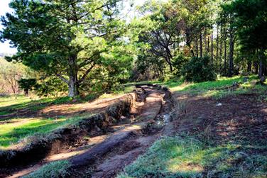 Pine plantation, Harris River State Forest, Harvey, Western Australia