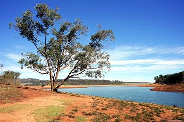 Tree beside the Harvey Dam, Western Australia
