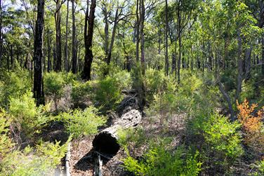 Jarrah trees in the Harris River State Forest, Harvey, Western Australia