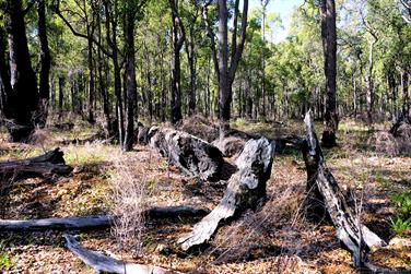 Jarrah trees in the Harris River State Forest, Harvey, Western Australia