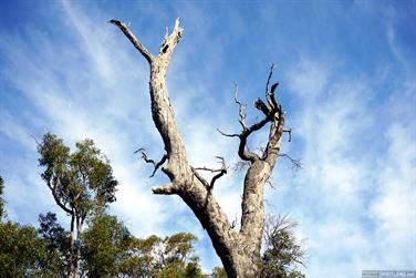 Dead Redgum tree in the Harris River State Forest, Harvey, Western Australia