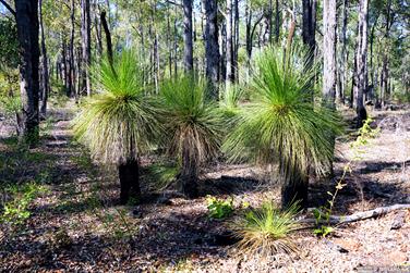 Grass Trees (Black Boys), Harris River State Forest, Harvey, Western Australia