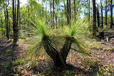 Grass Trees (Black Boys), Harris River State Forest, Harvey, Western Australia